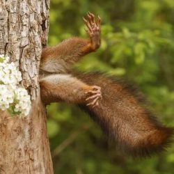 Sıkışıp Kalan Sincap