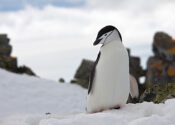 Penguen
